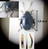 Psylliodes dulcamarae